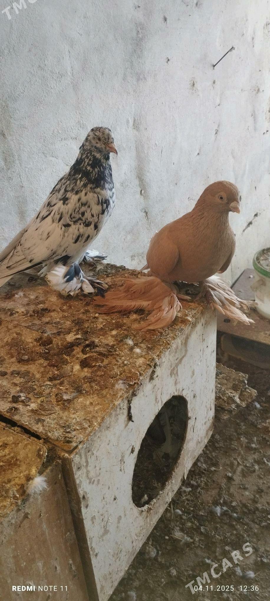 Kepderi - Murgap - img 5