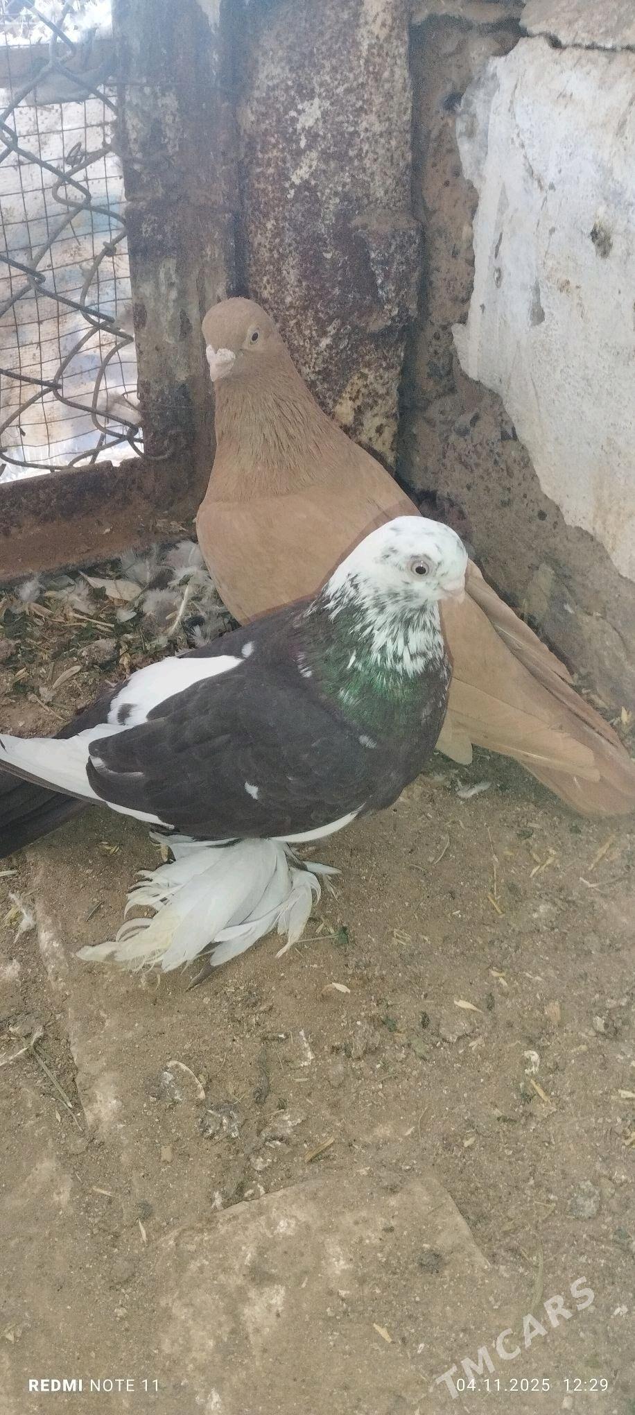 Kepderi - Murgap - img 3