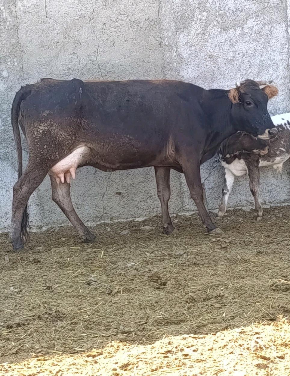 Göleli Sygyr - Gökdepe - img 2