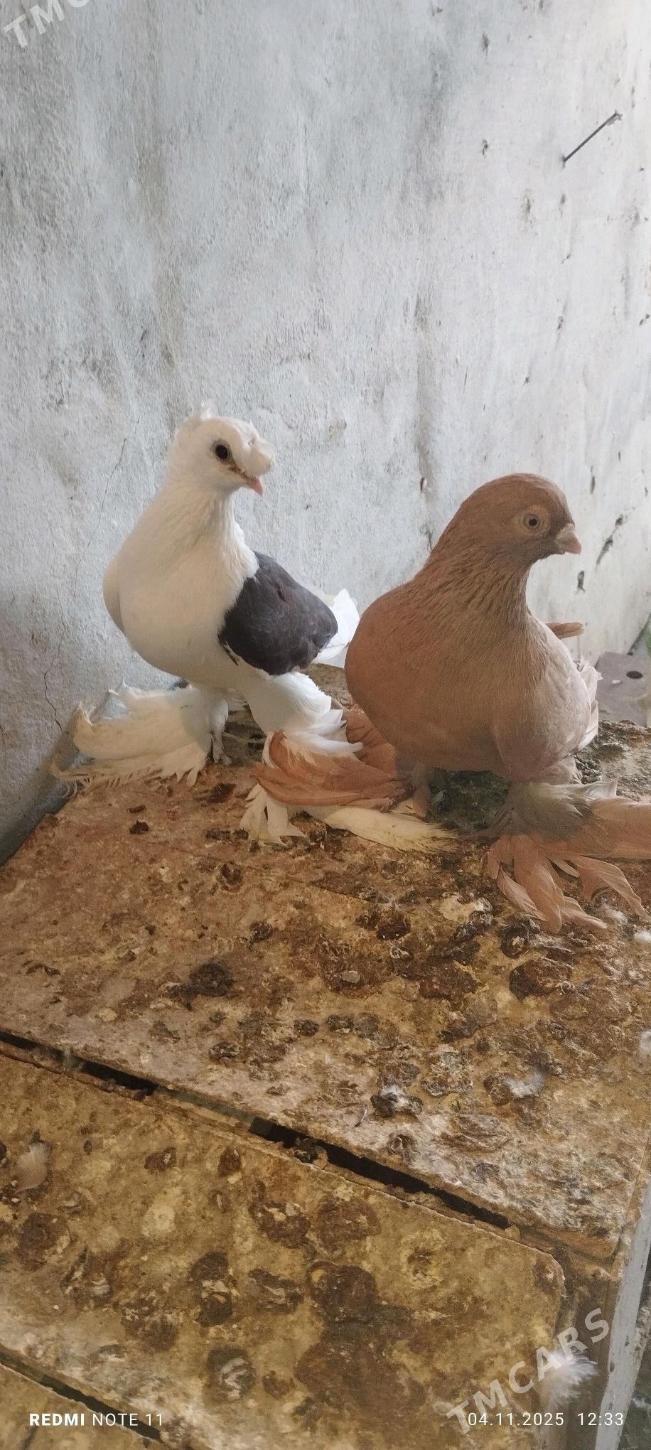 Kepderi - Murgap - img 7