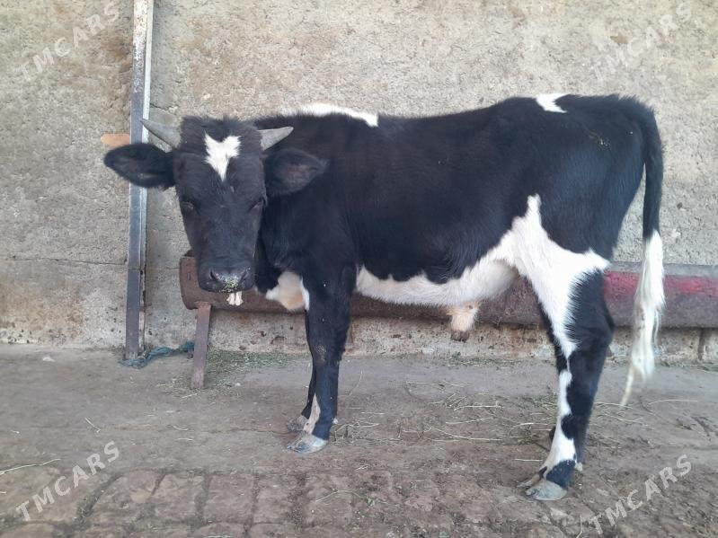 okuz - Чоганлы - img 3