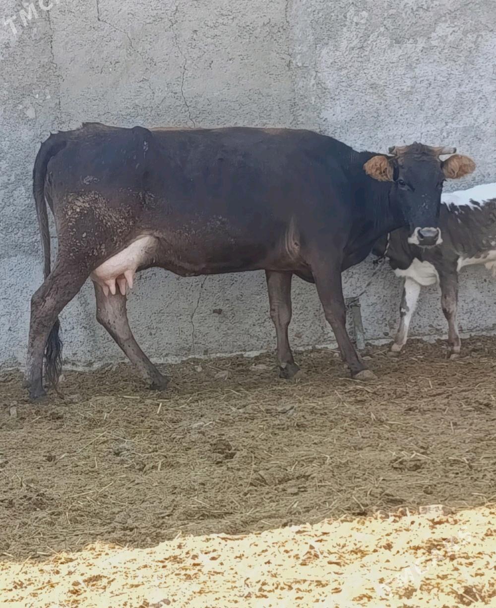 Göleli Sygyr - Gökdepe - img 4