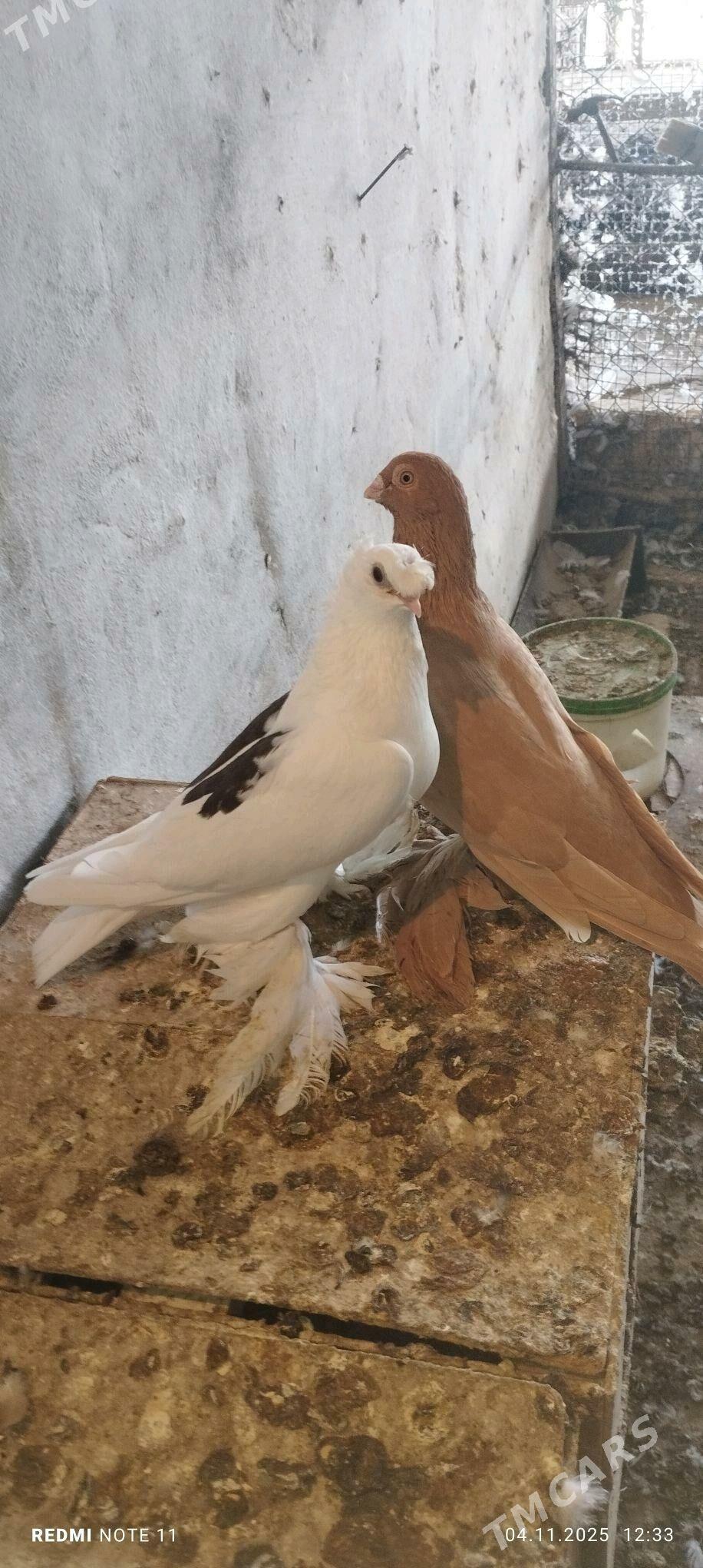 Kepderi - Murgap - img 6