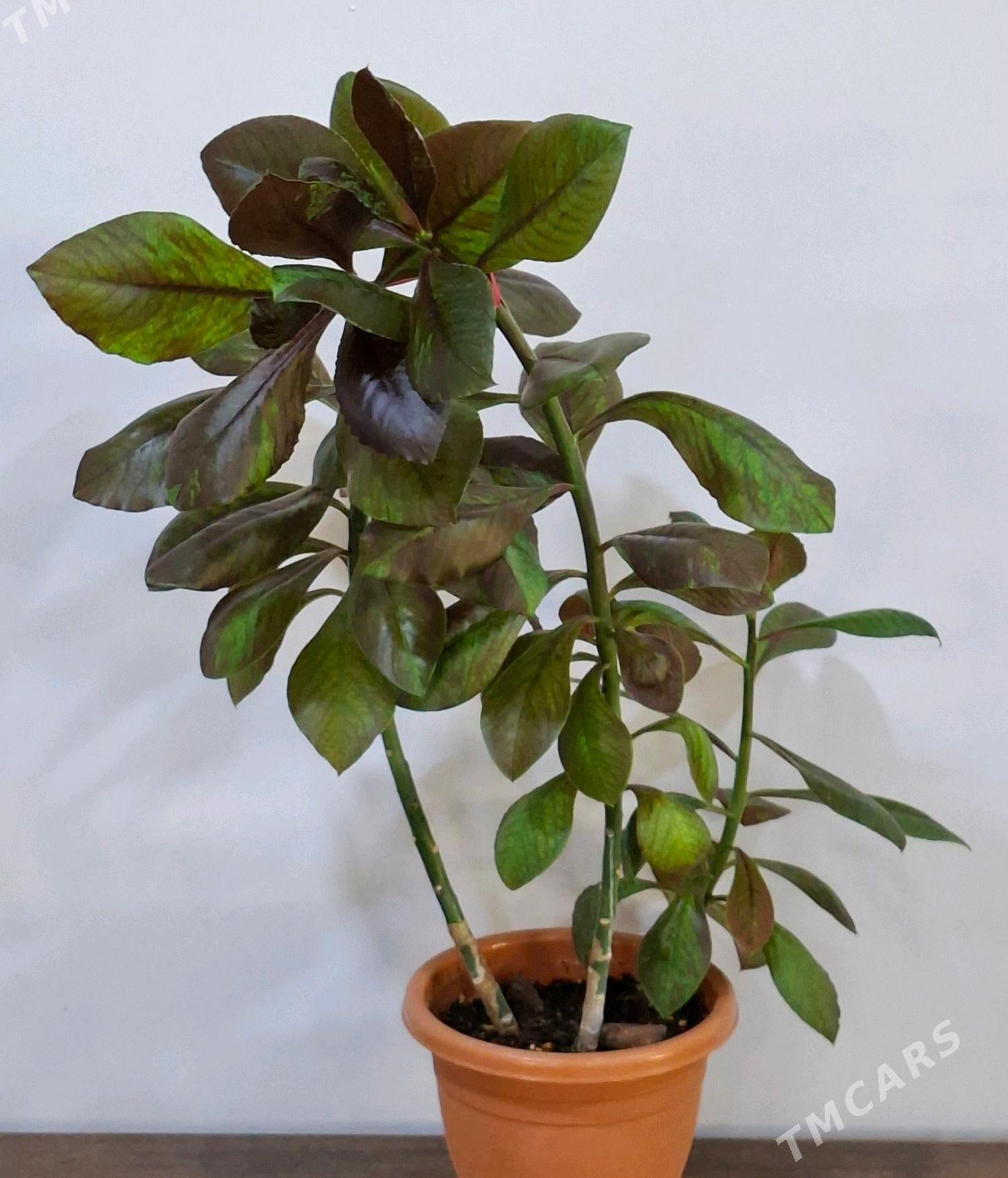 Комнатные растения - 4 mkr - img 2