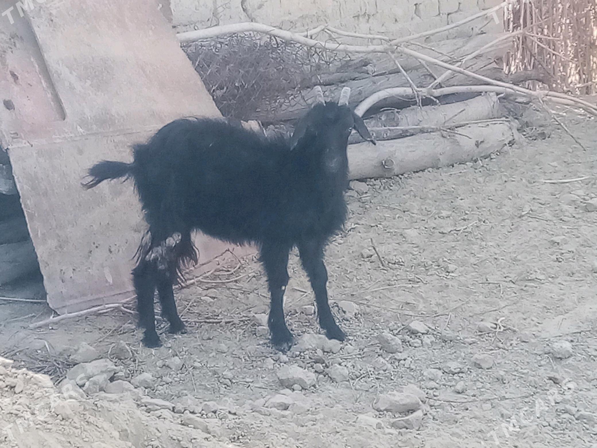 Çebiş - Махтумкули - img 4