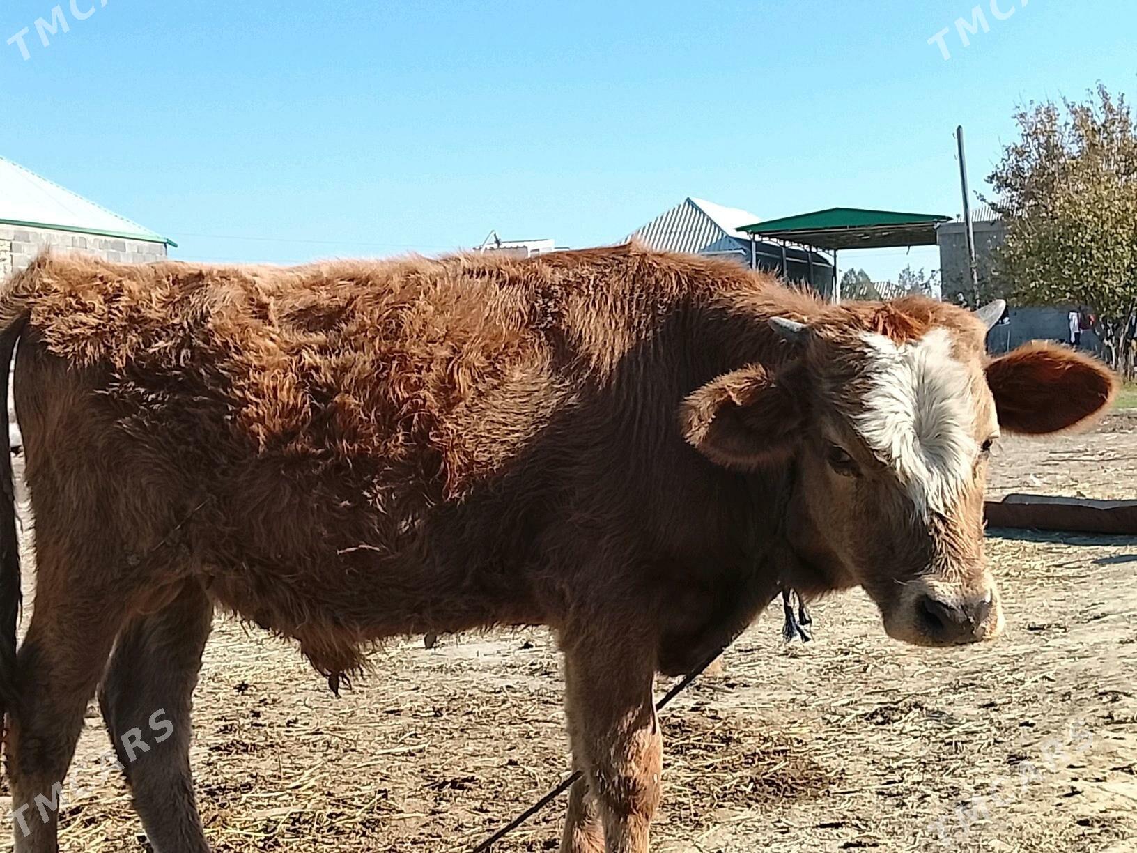 Okiz - Bäherden - img 2
