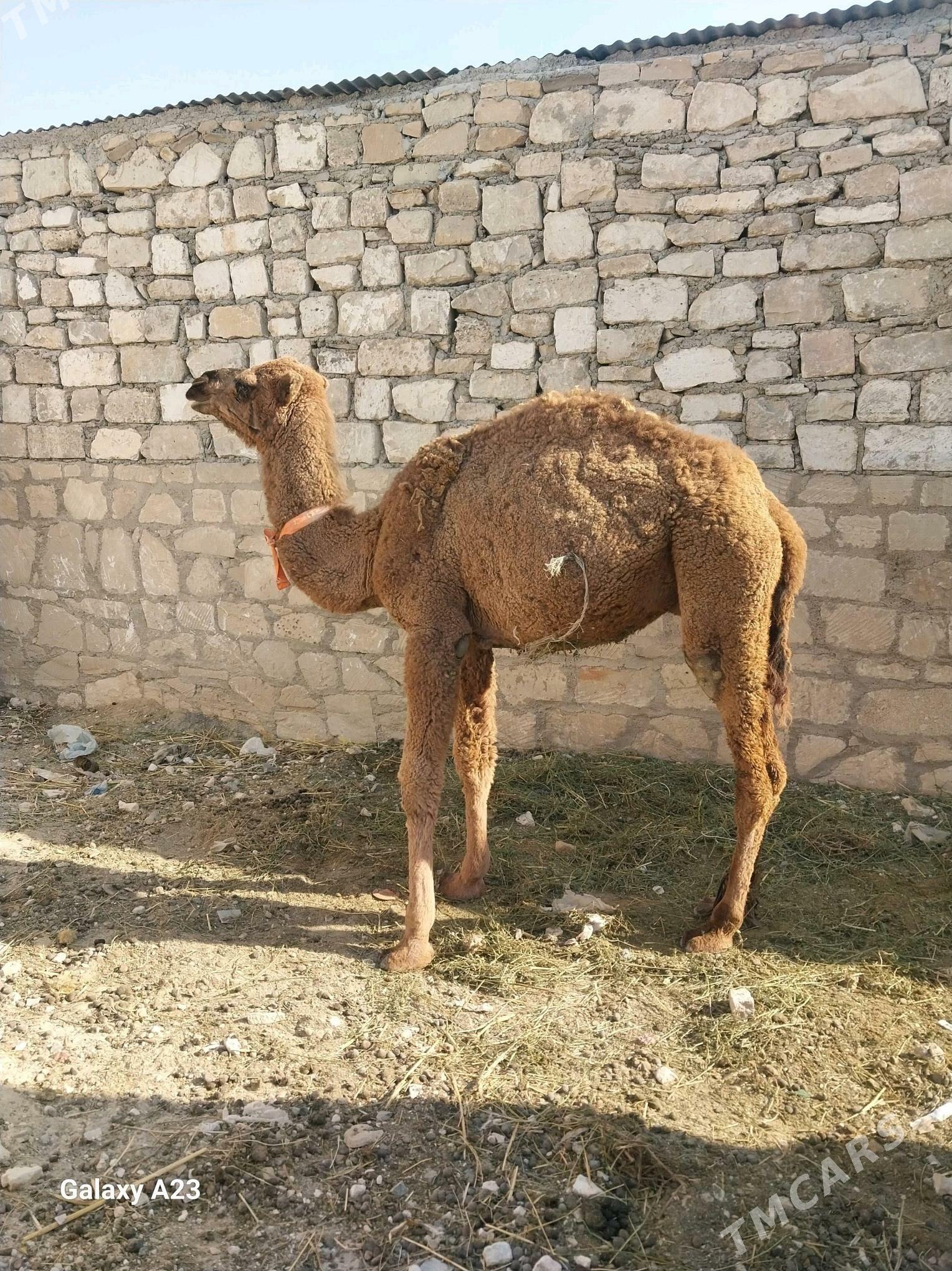 Mal ogsyk - Туркменбаши - img 2