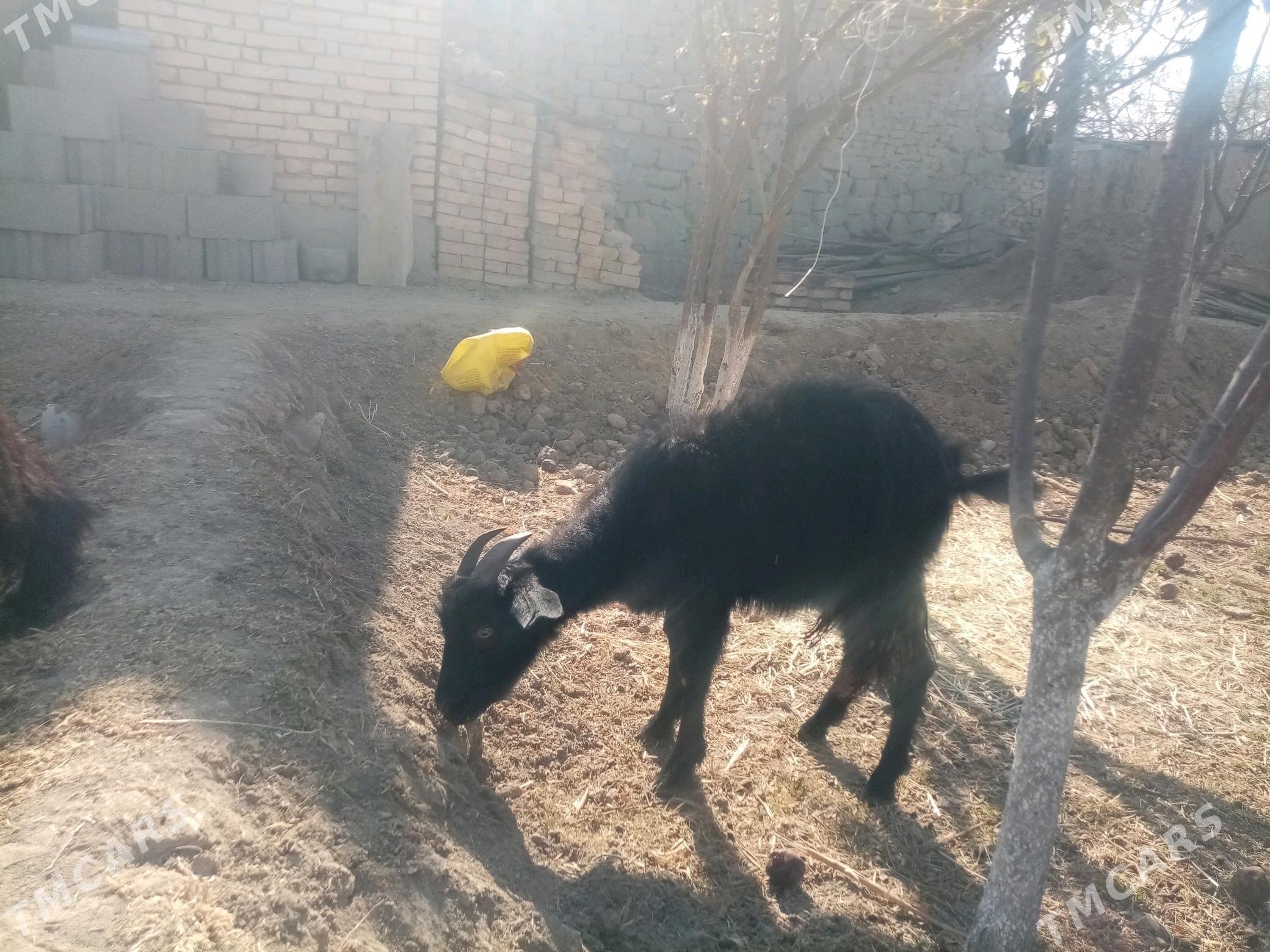 Çebiş - Махтумкули - img 5