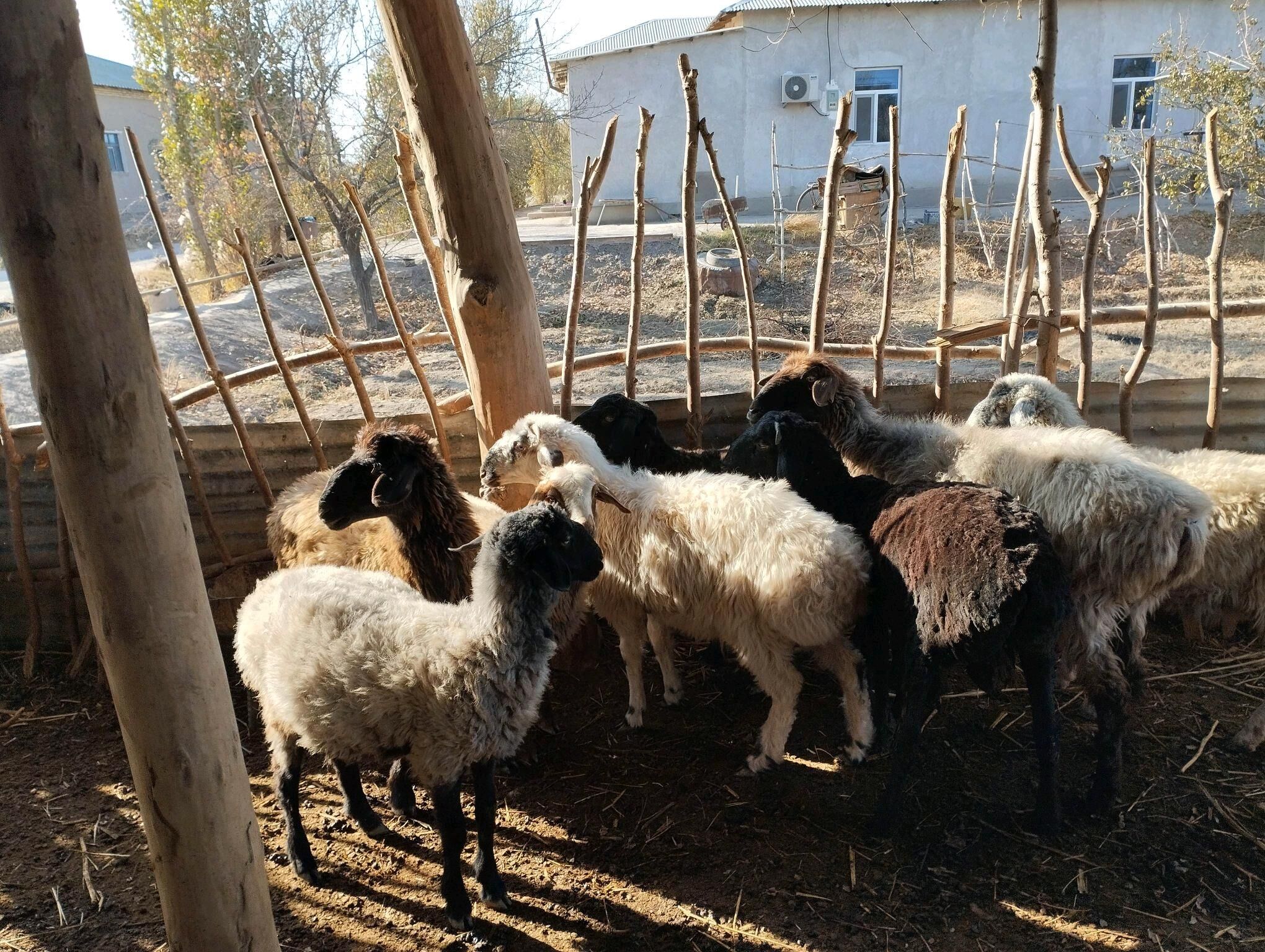 shu yylky guzylar - Daşoguz - img 2