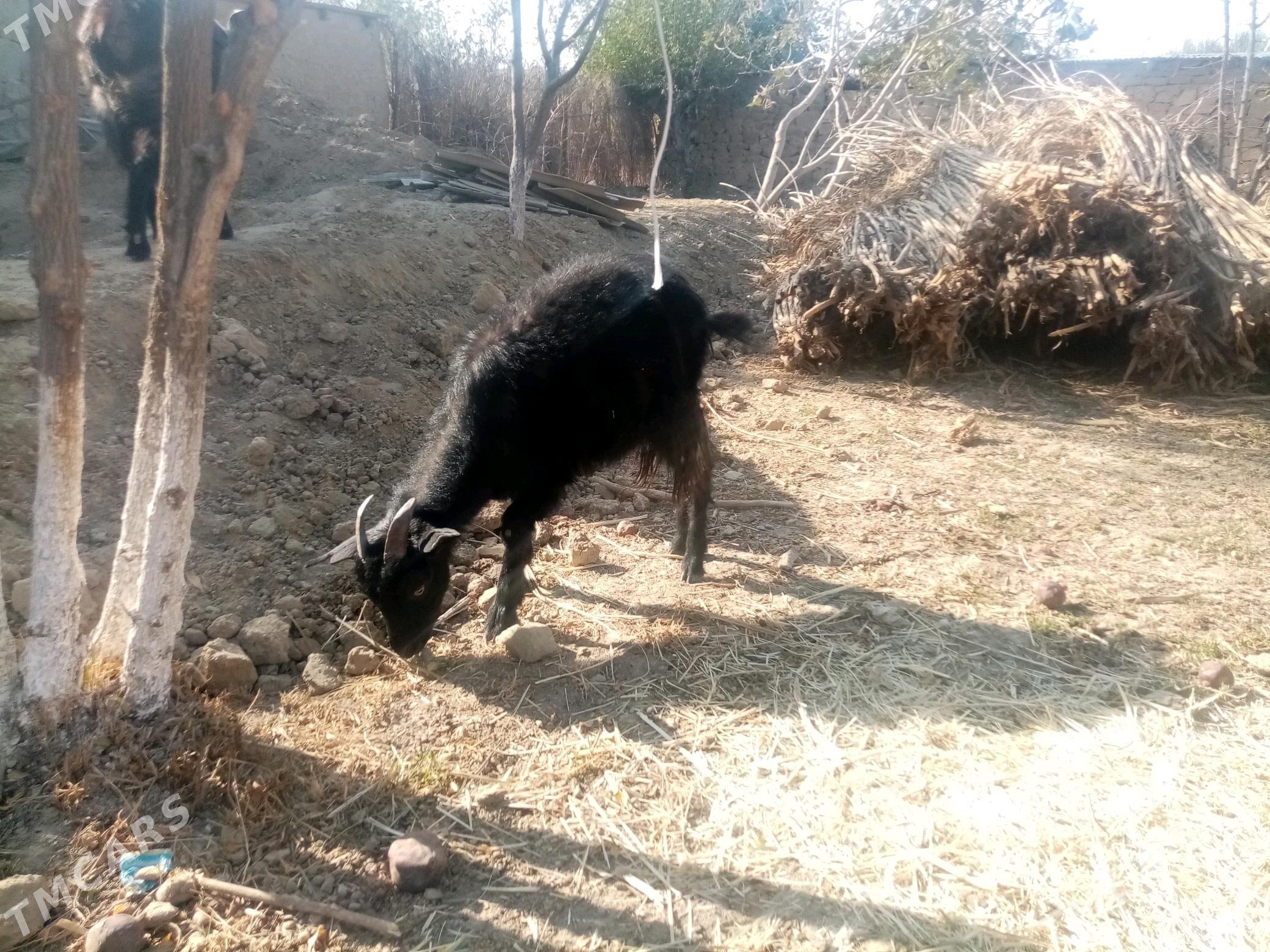 Çebiş - Махтумкули - img 2