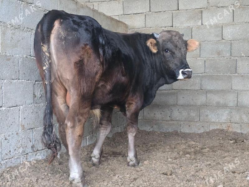 Okuz - Ашхабад - img 2