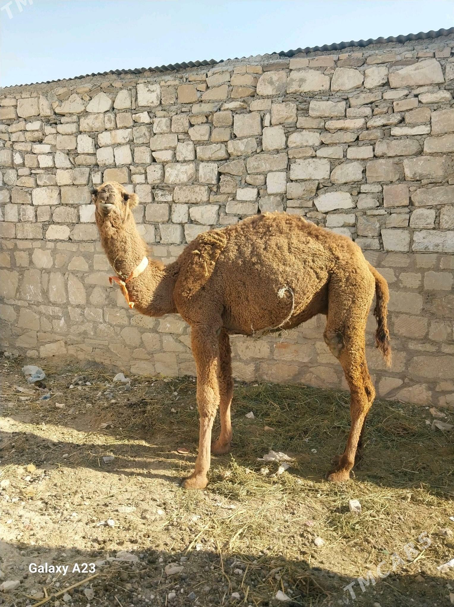 Mal ogsyk - Туркменбаши - img 3