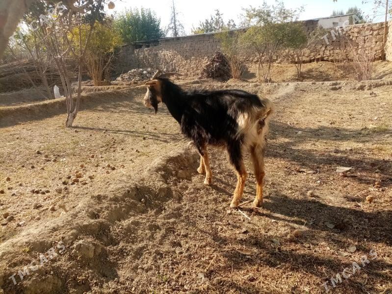 Geçi - Magtymguly - img 2