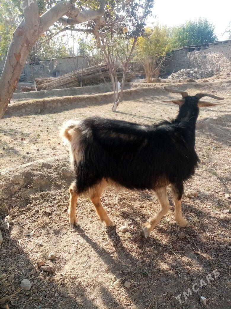 Geçi - Magtymguly - img 3