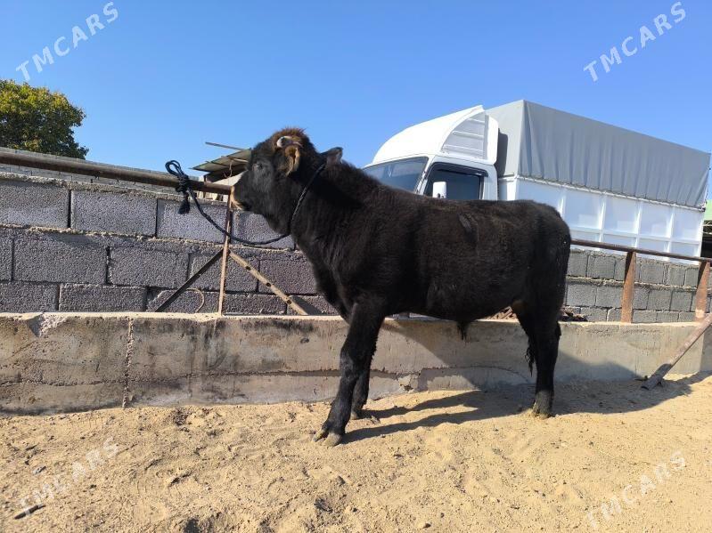 okuz - Herrikgala - img 3