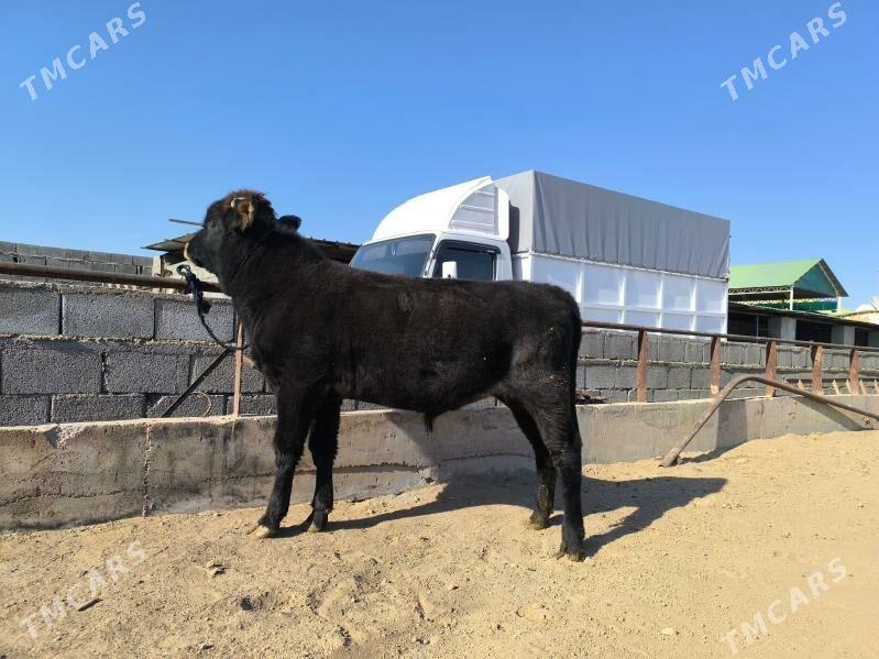 okuz - Herrikgala - img 4