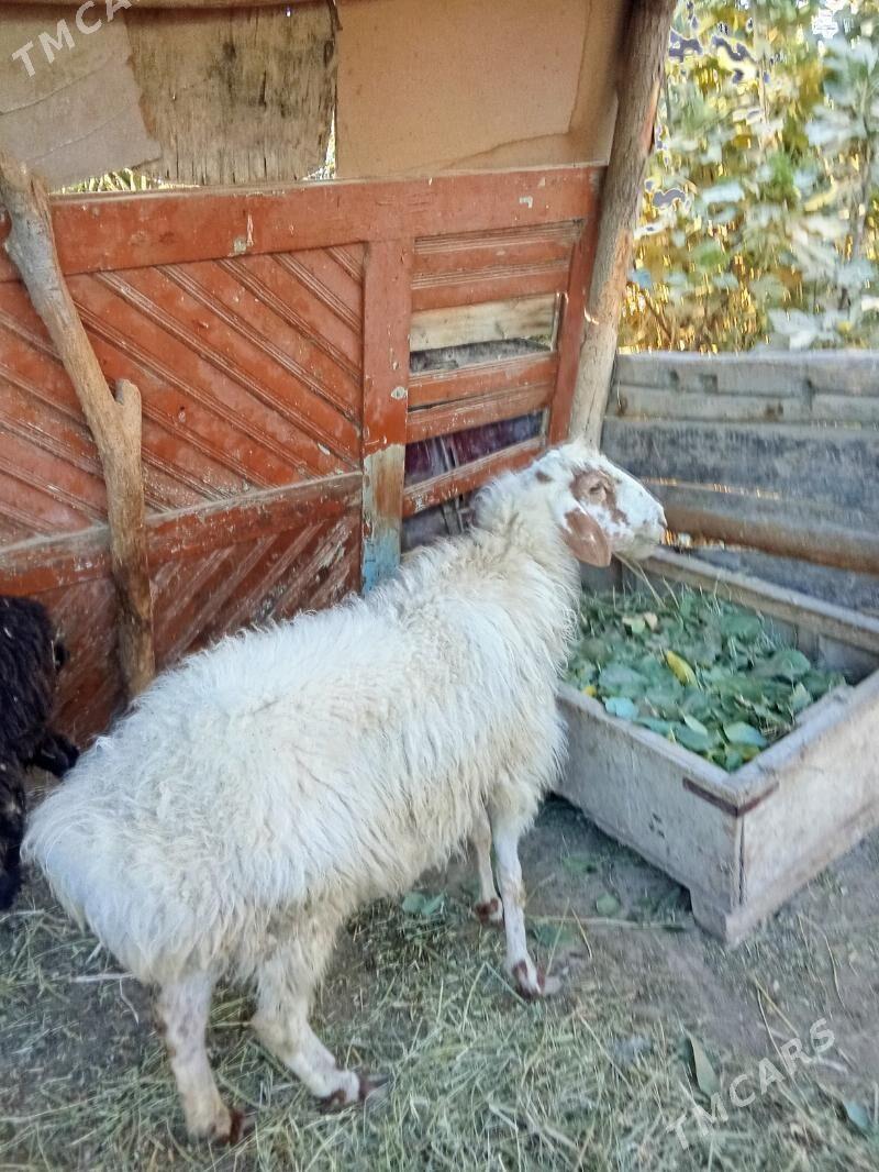 Ak goyun - Туркменабат - img 2