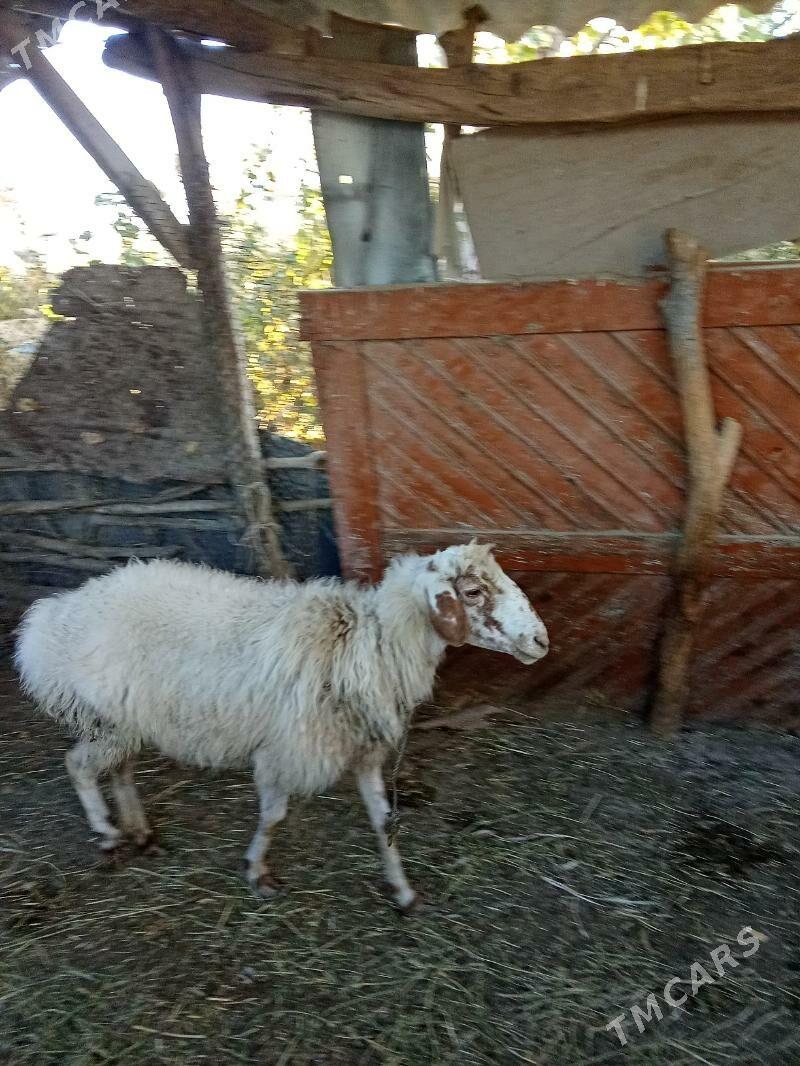 Ak goyun - Туркменабат - img 3