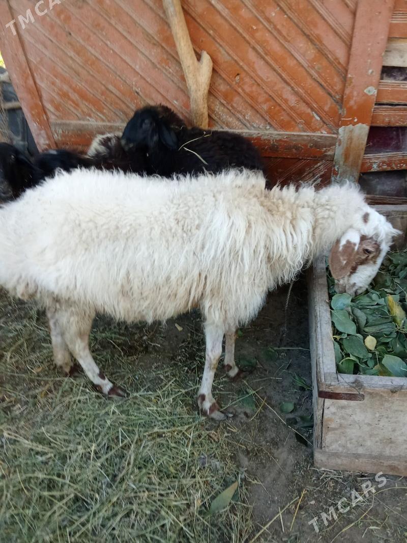 Ak goyun - Туркменабат - img 4