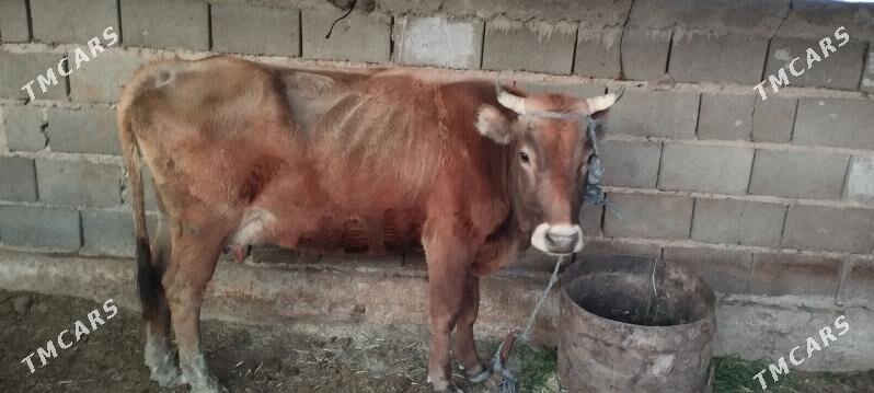 Satlyk - Гызыларбат - img 2