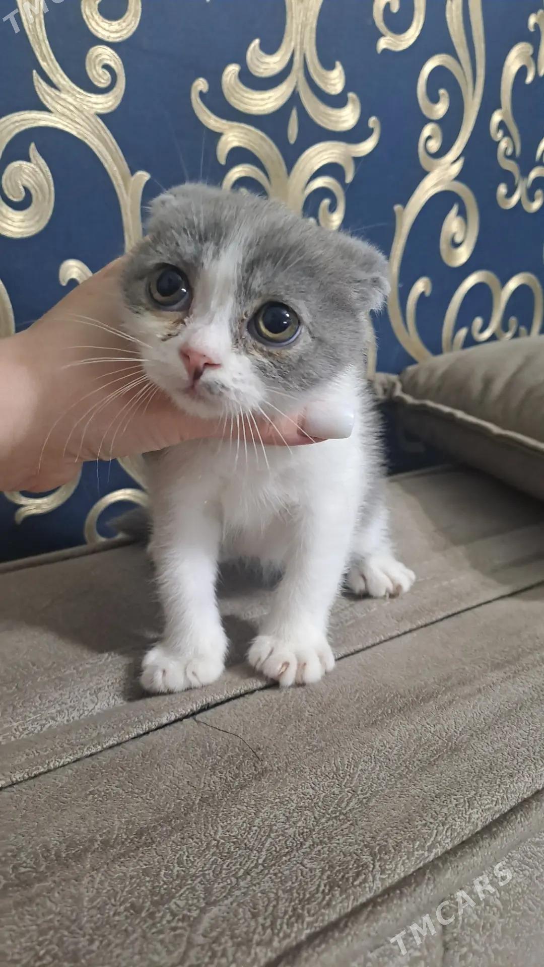 Шотландские котята - Aşgabat - img 2