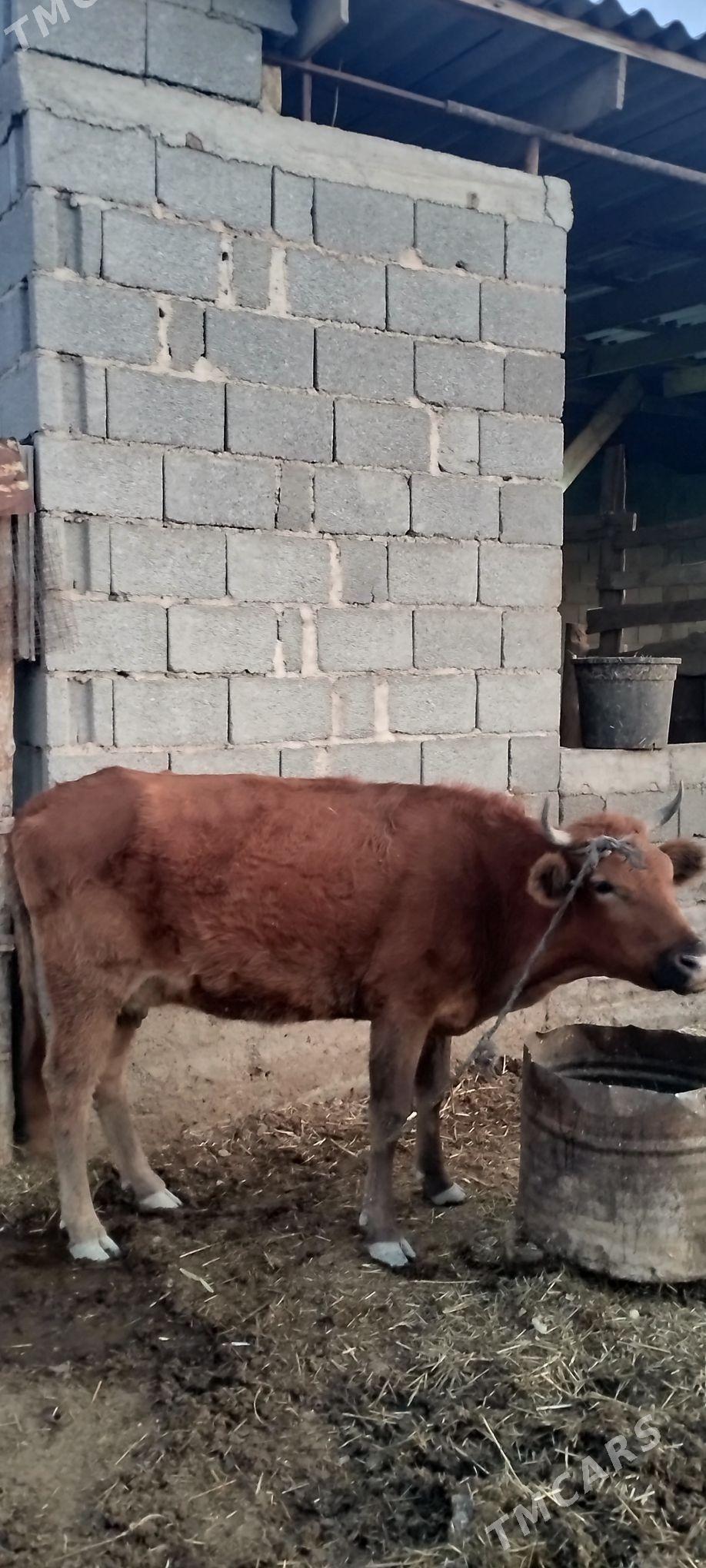 Satlyk - Гызыларбат - img 5