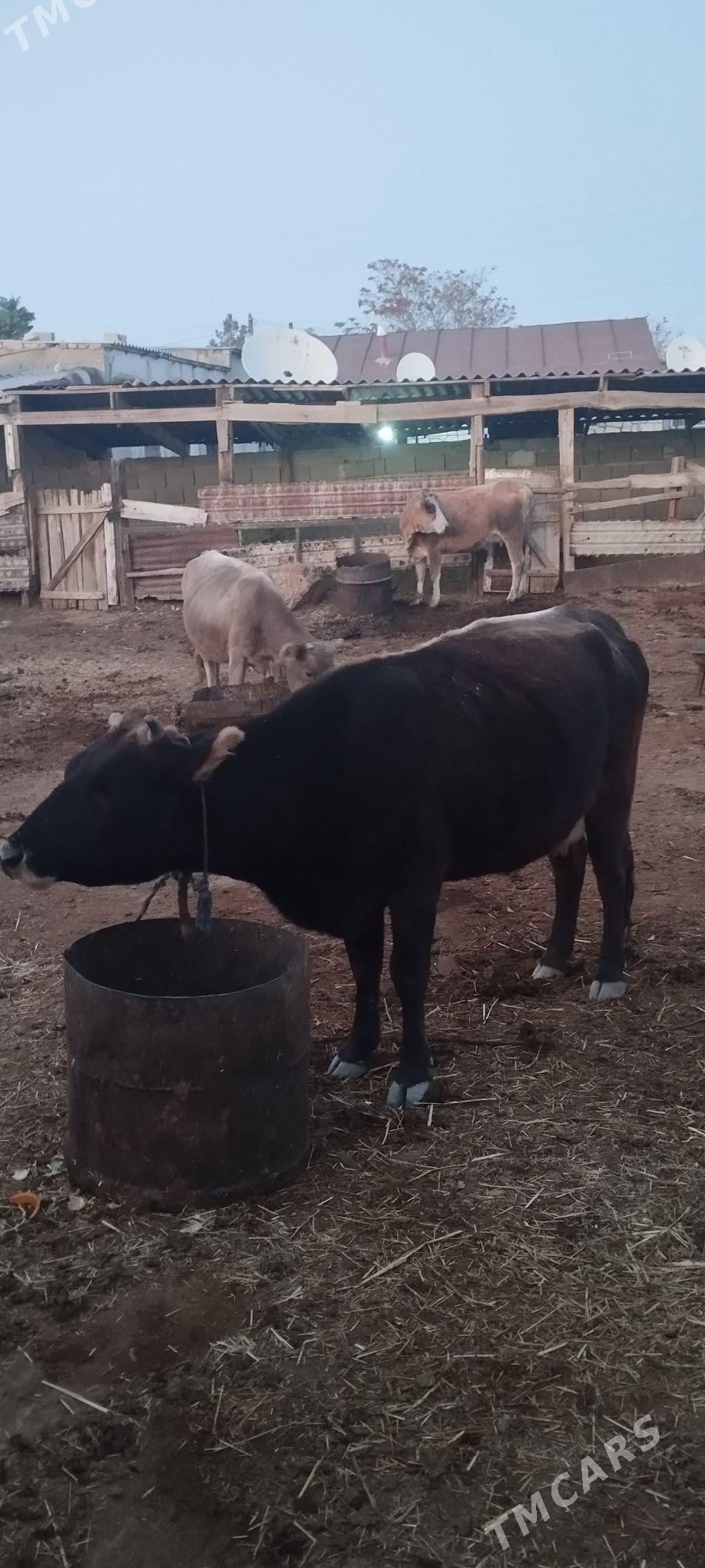 Satlyk - Гызыларбат - img 4