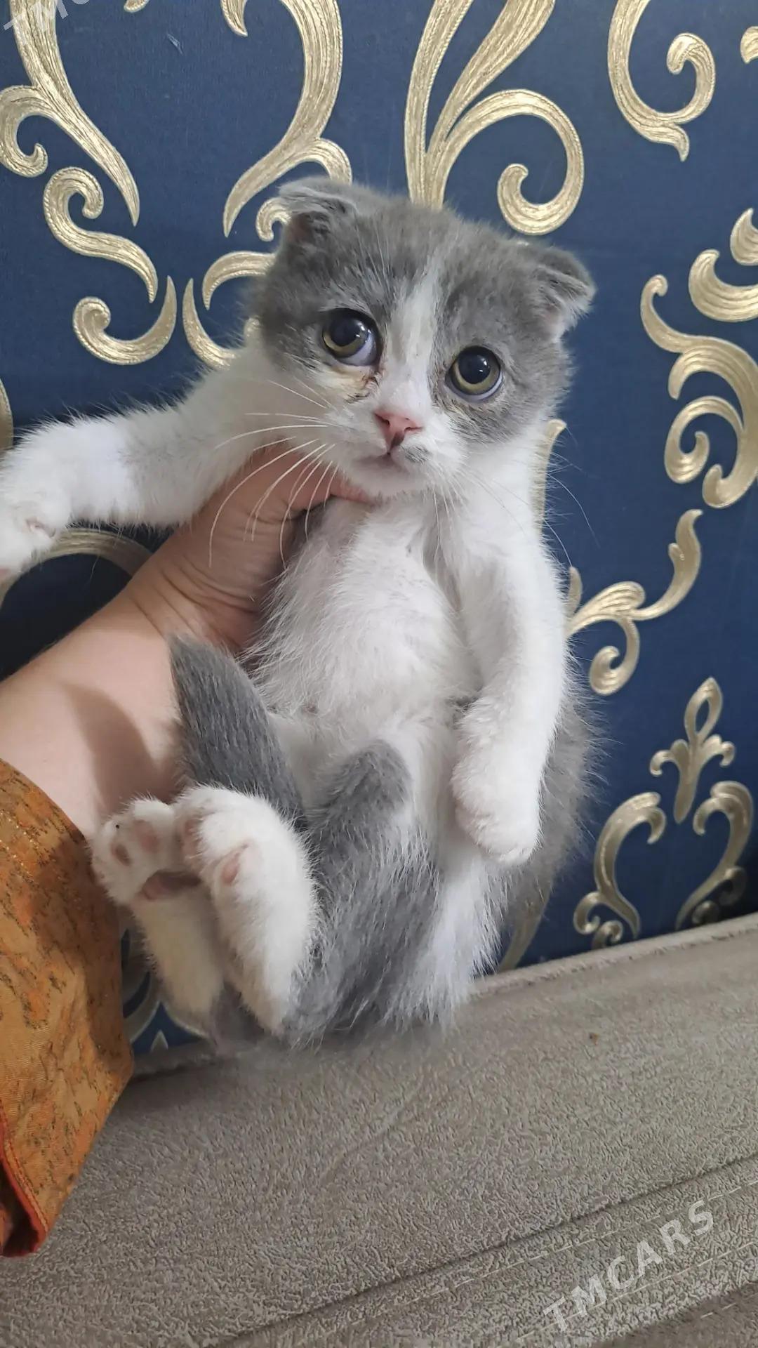 Шотландские котята - Aşgabat - img 3