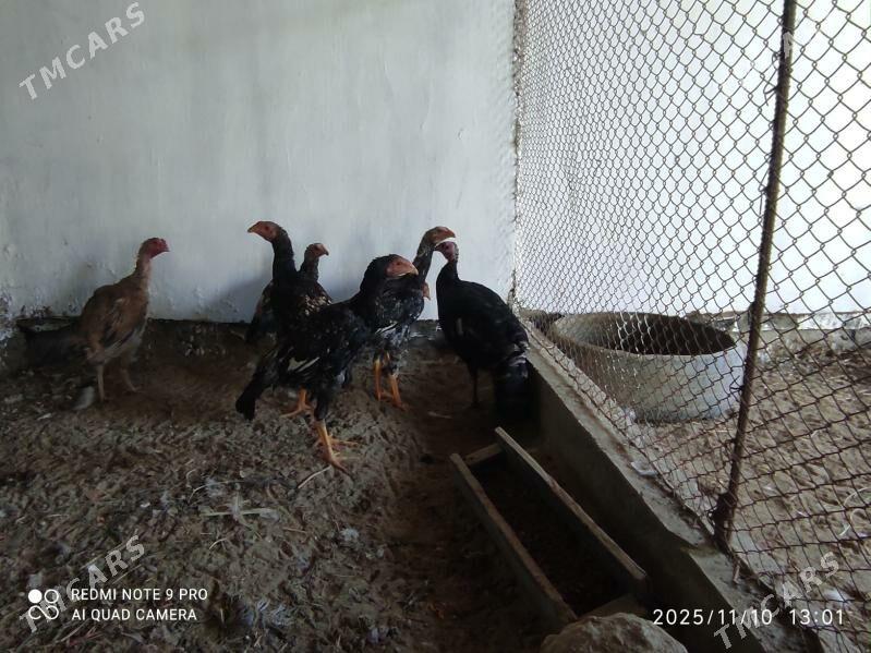 induk - Seýdi - img 8