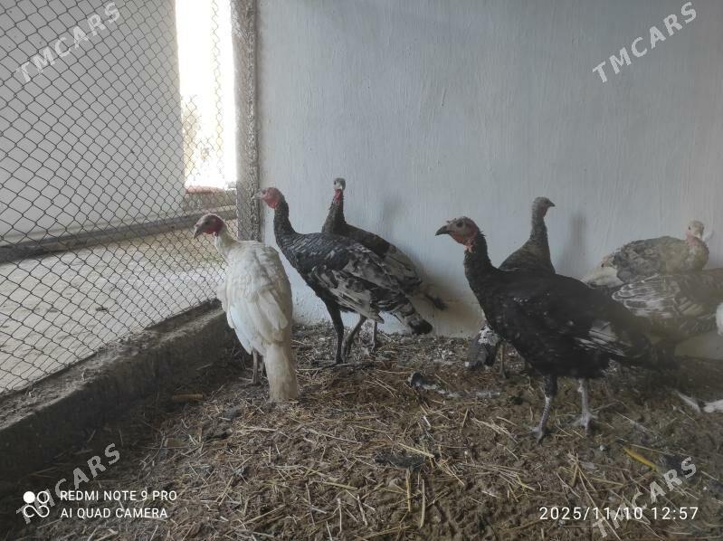 induk - Seýdi - img 2