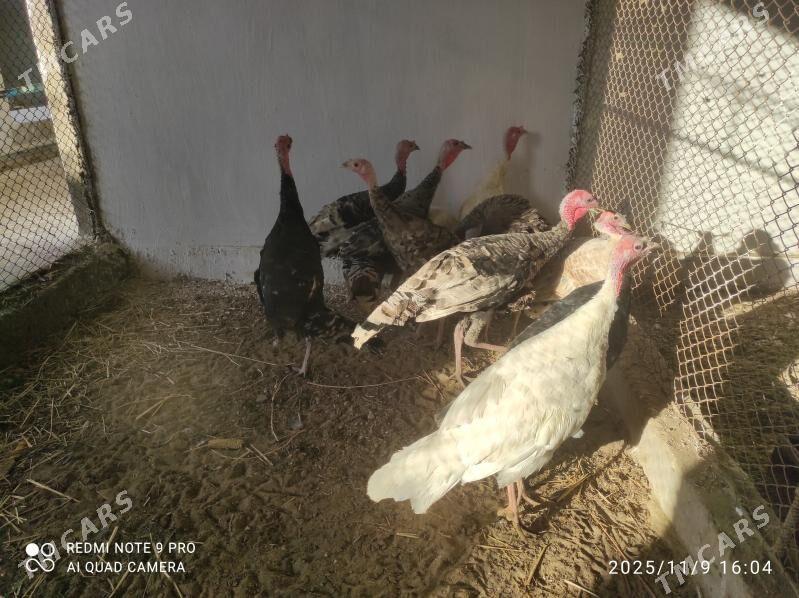 induk - Seýdi - img 4