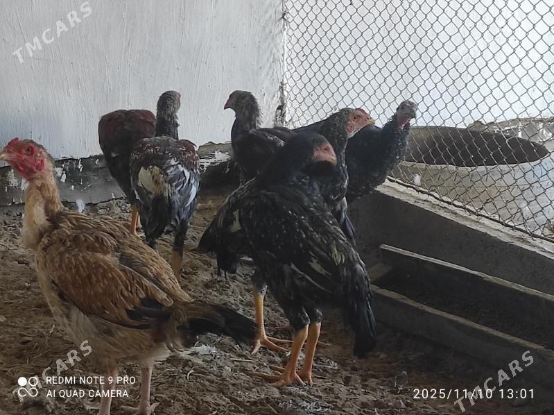 induk - Seýdi - img 7