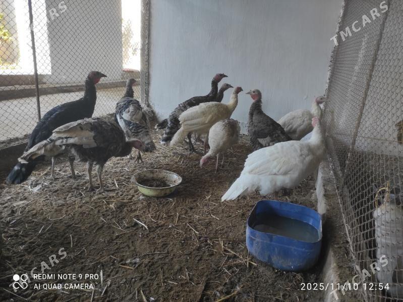 induk - Seýdi - img 3