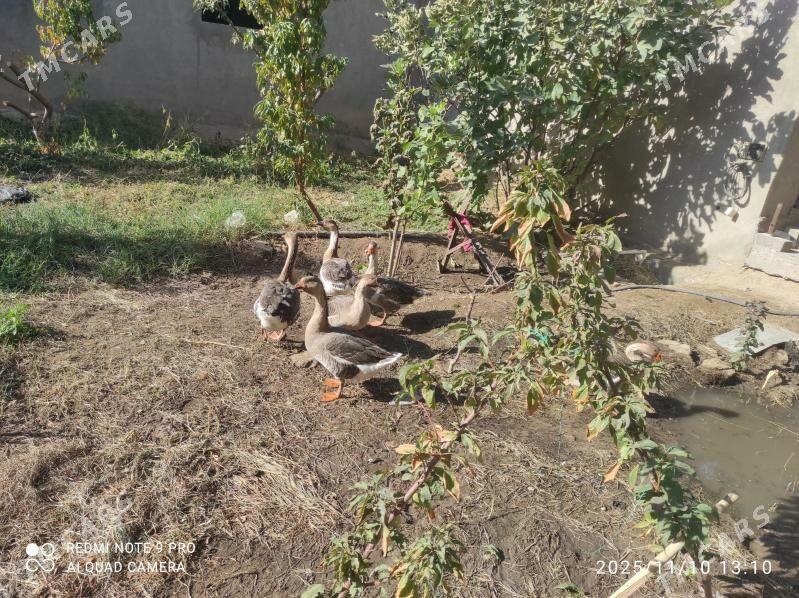 induk - Seýdi - img 5