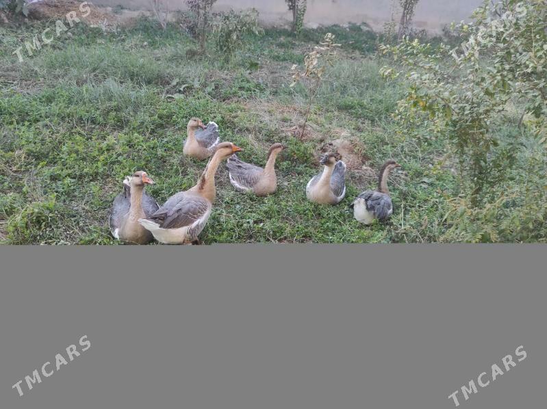 induk - Seýdi - img 6