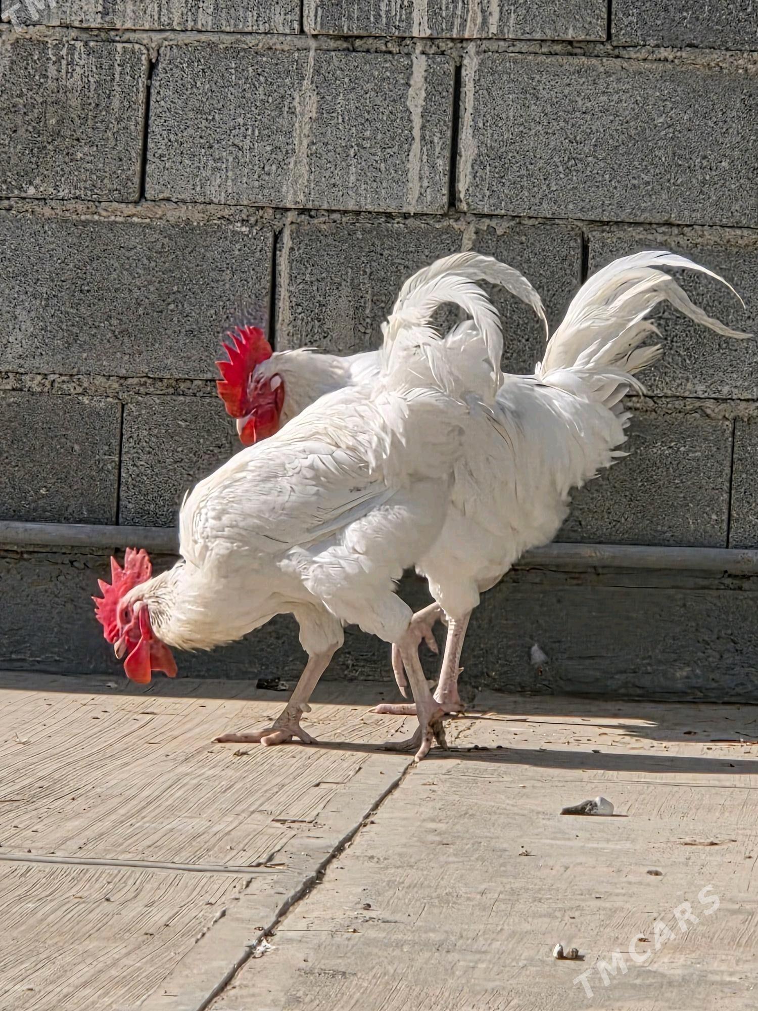 horaz - Анев - img 1