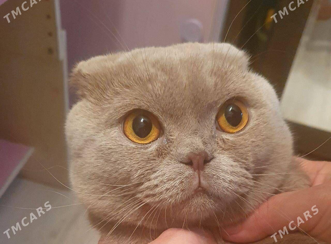 Шотландские котята - Aşgabat - img 4