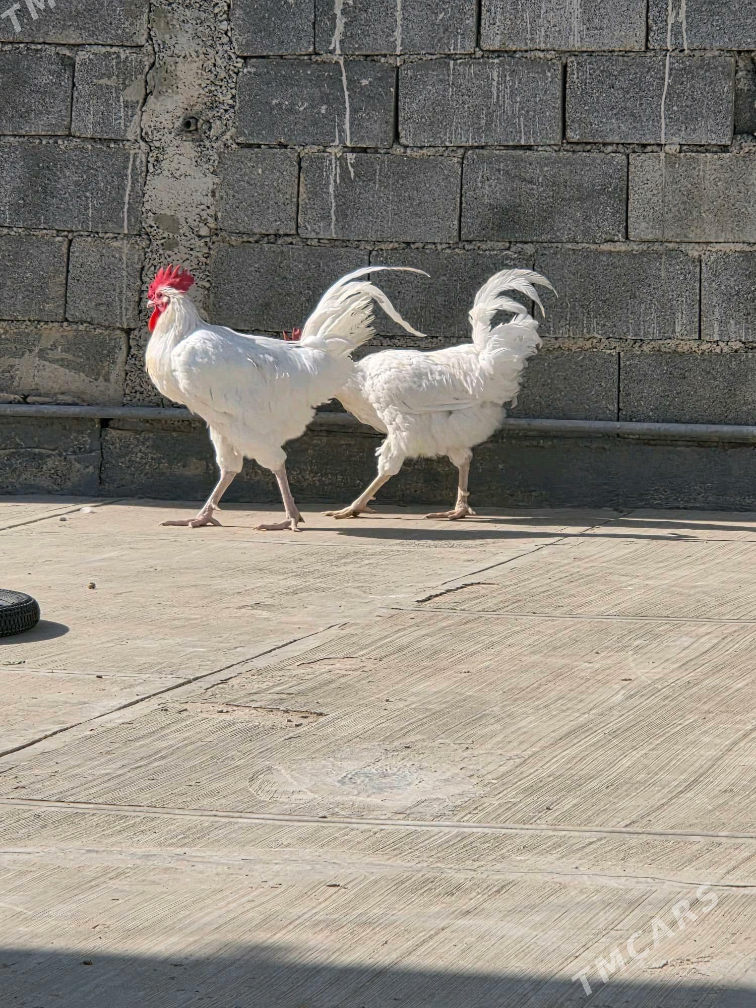 horaz - Анев - img 2