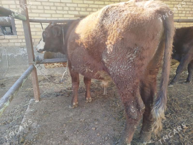 okuz - Türkmenabat - img 2