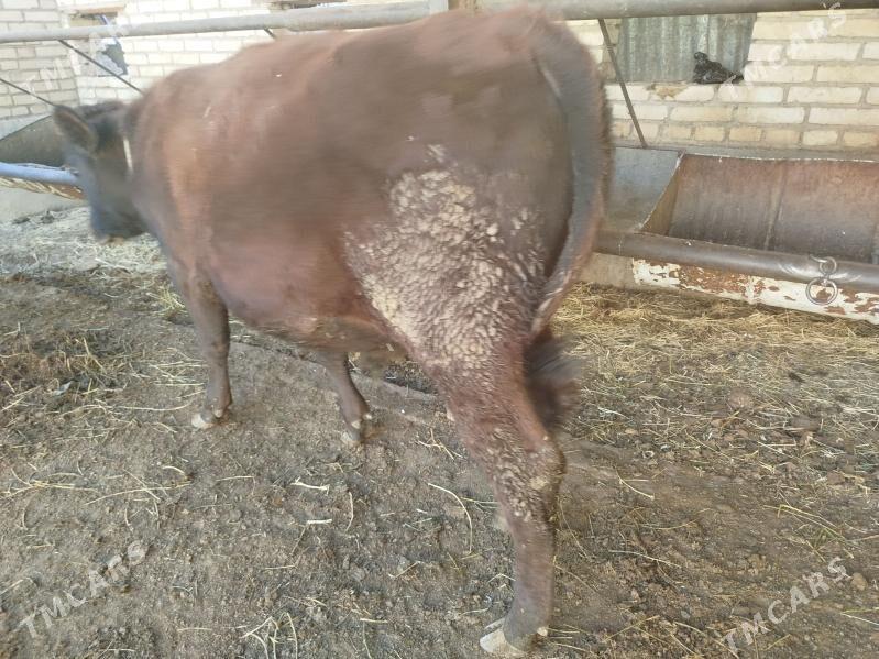 okuz - Türkmenabat - img 3