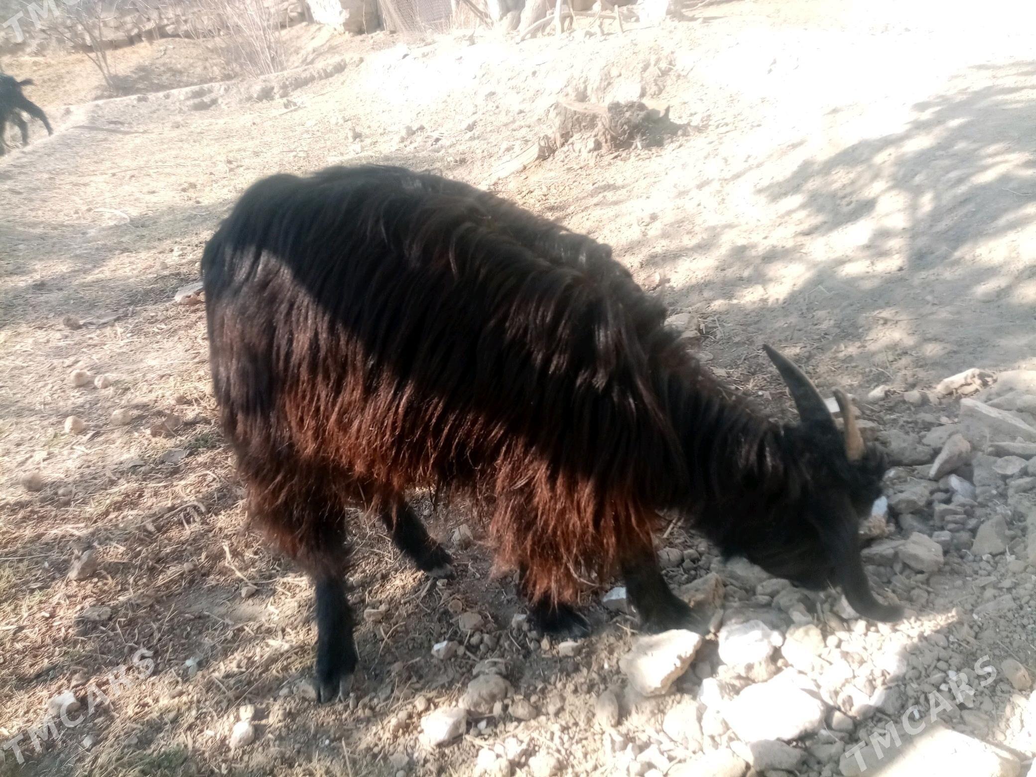 Çebiş - Махтумкули - img 2