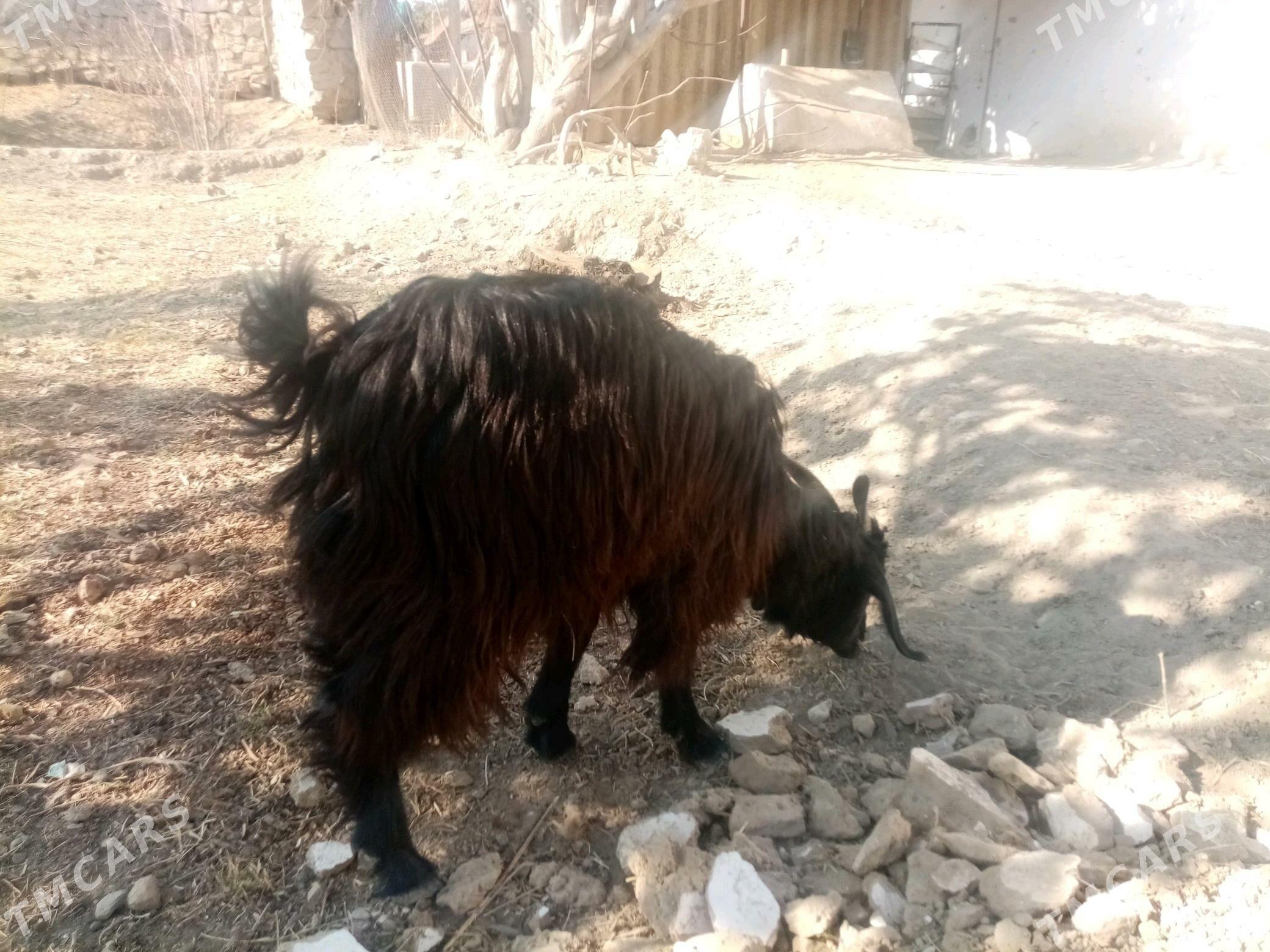 Çebiş - Махтумкули - img 3