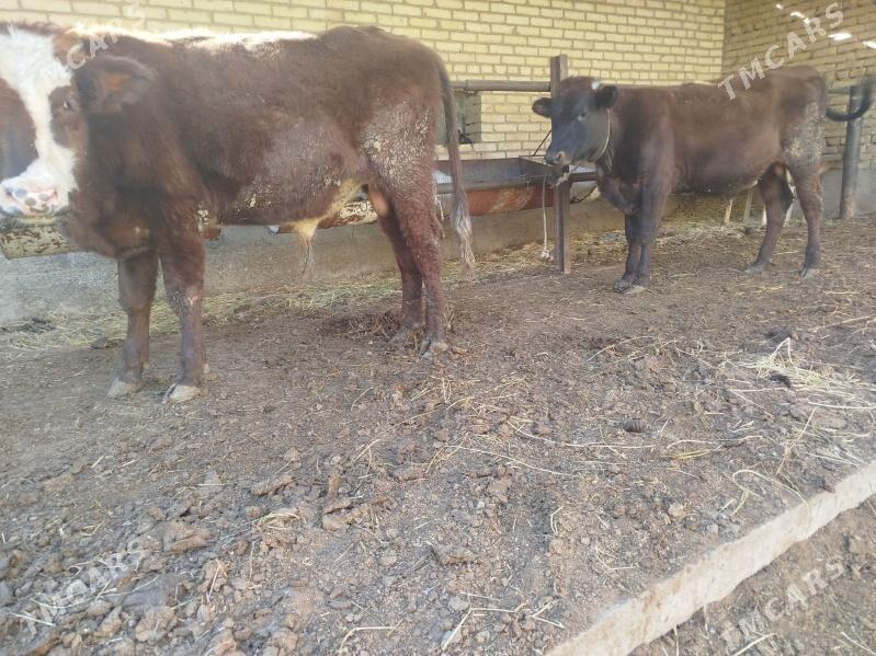 okuz - Türkmenabat - img 4