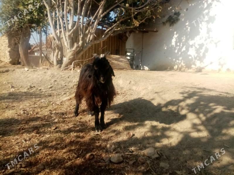 Çebiş - Махтумкули - img 4