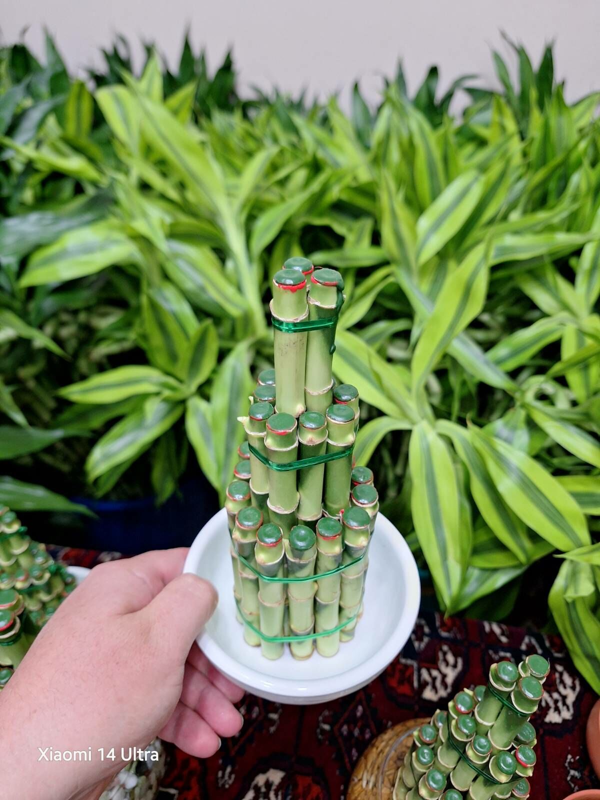 Bambuk korolewskiý Бамбук - Ашхабад - img 2