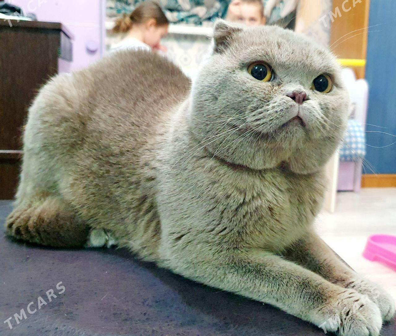 Коты - Aşgabat - img 2