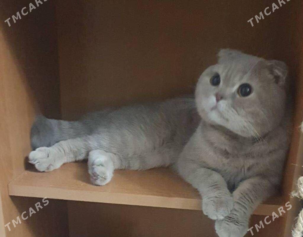 Коты - Aşgabat - img 5