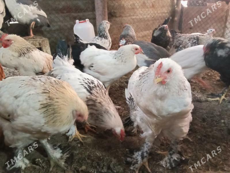 Brama jüje - Бахарден - img 3