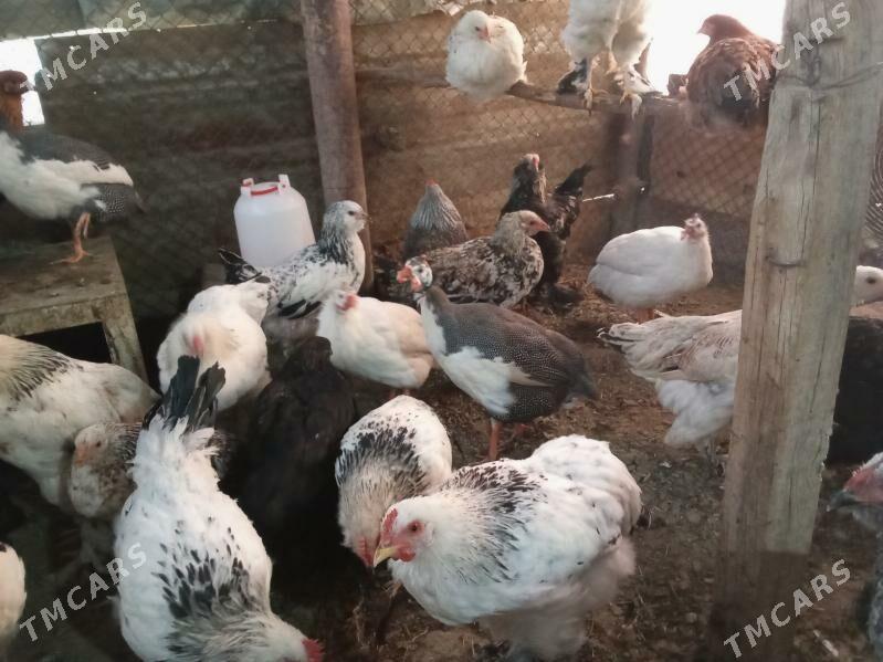 Brama jüje - Бахарден - img 2