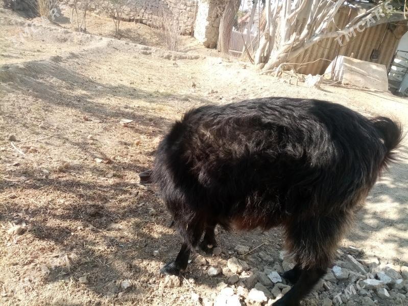 Geçi - Magtymguly - img 2